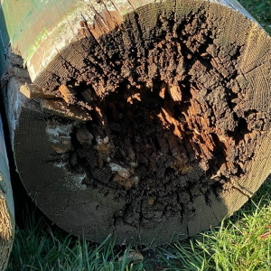 Stamm witterungsbedingt sehr stark beschädigt